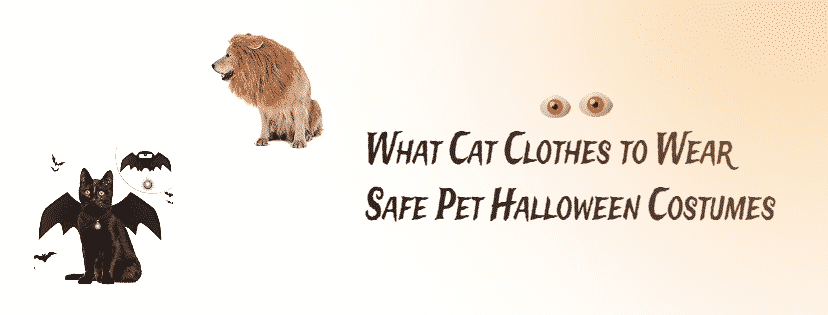 What Cat Clothes to Wear and Safe Pet Halloween Costumes
