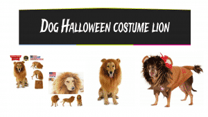 Dog Halloween costume lion